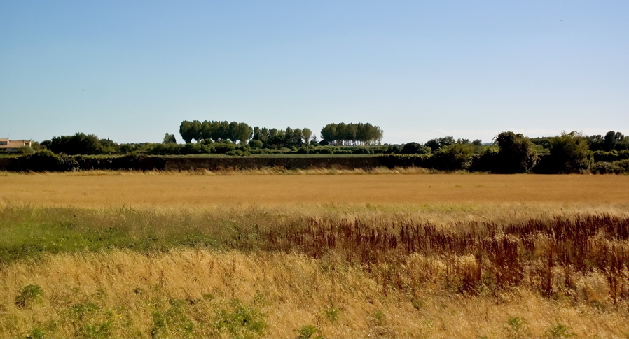 Lune De Miel - Landscape Trees